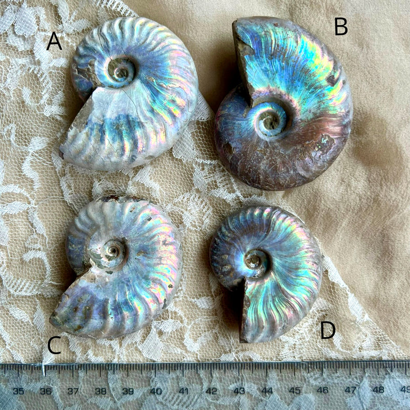 Opalized Ammonite Necklace