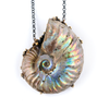 Opalized Ammonite Necklace